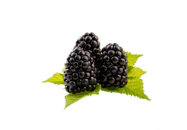 Moras